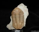 D Asaphus Lepidurus Trilobite ( Inches) #461-1